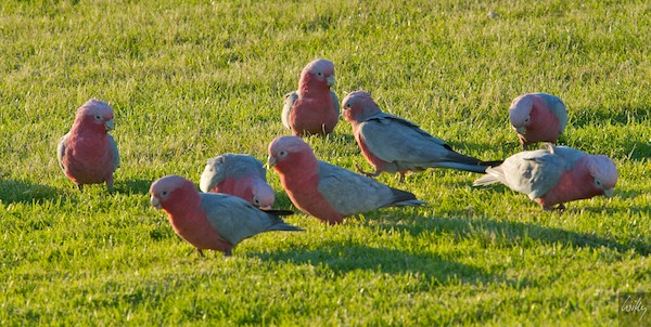 AustraliaPerth 10  090